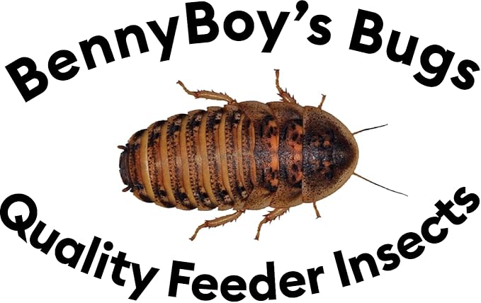 🪳 Medium Pack of 100 Dubia Roaches (3/8” to 3/4”)