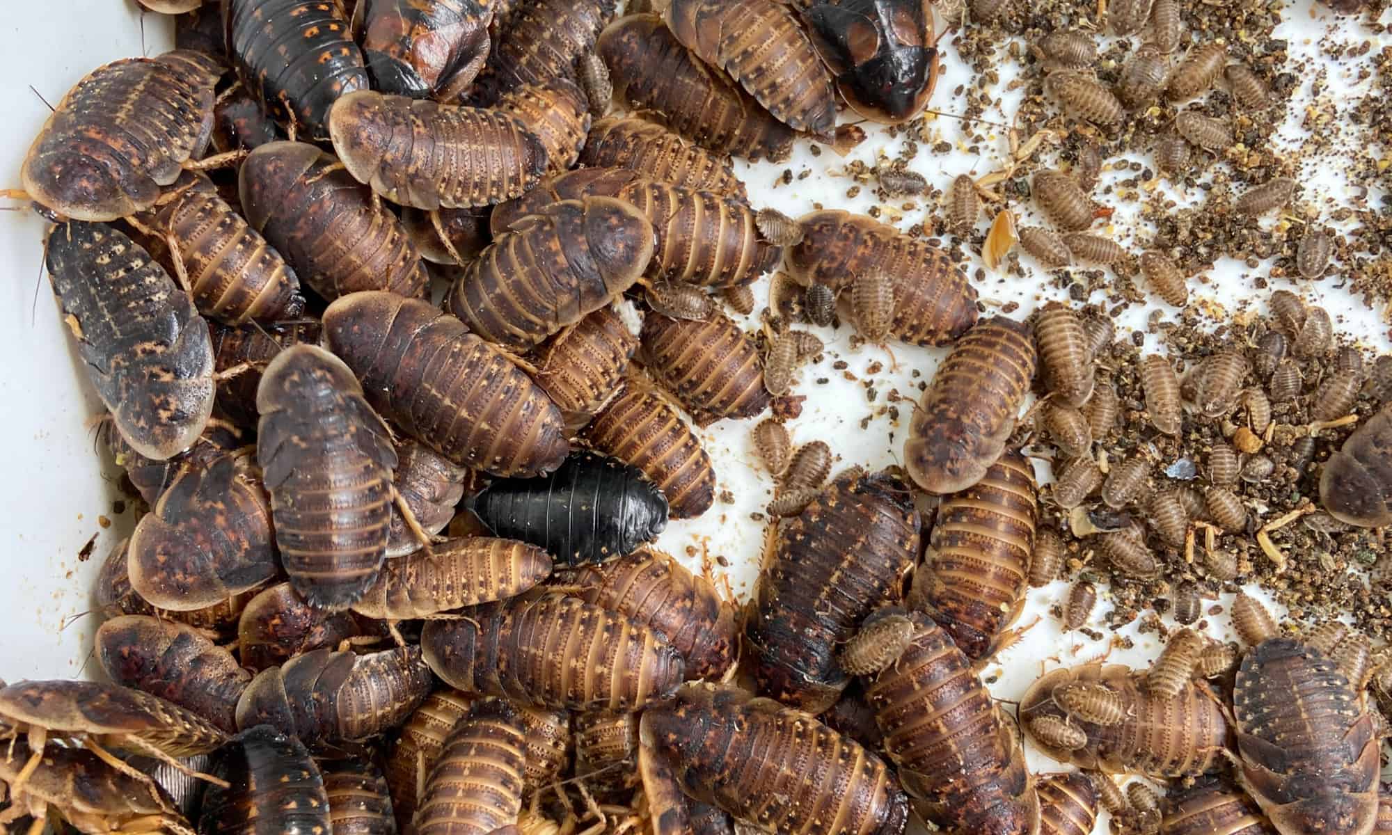🪳 Medium Pack of 100 Dubia Roaches (3/8” to 3/4”)