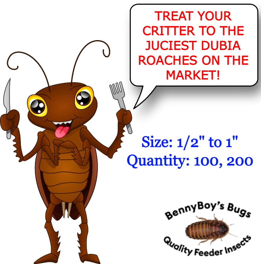 🪳 Medium Pack of 100 Dubia Roaches (3/8” to 3/4”)