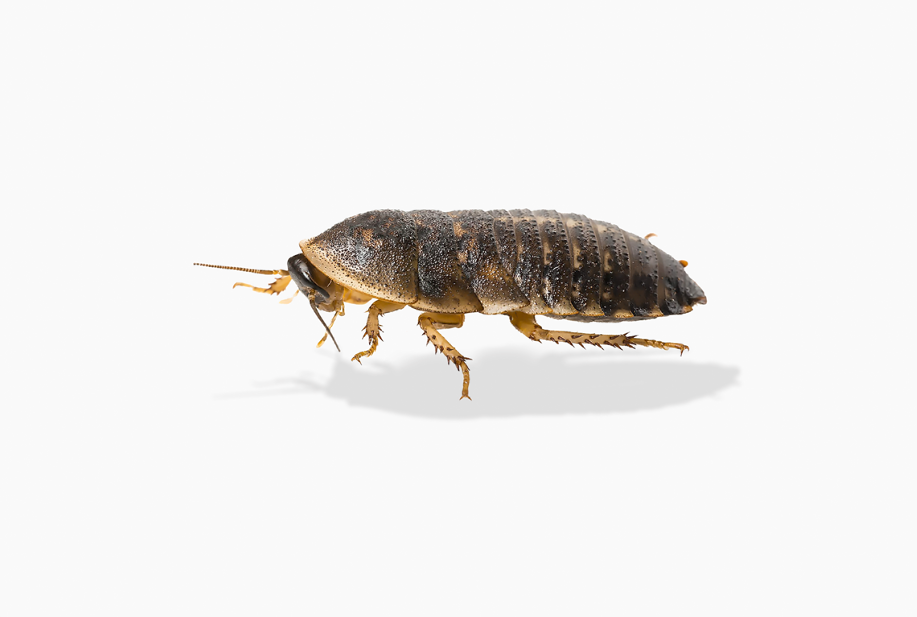 🪳 Medium Pack of 200 Dubia Roaches (3/8” to 3/4”)