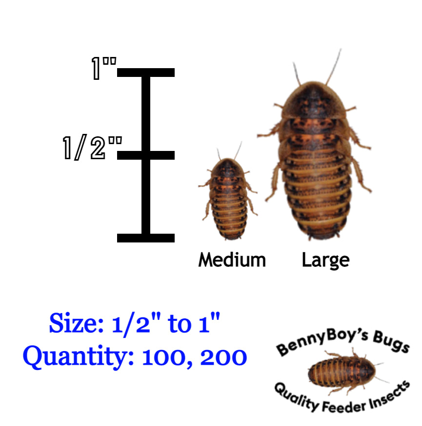🪳 Medium Pack of 400 Dubia Roaches (3/8” to 3/4”)
