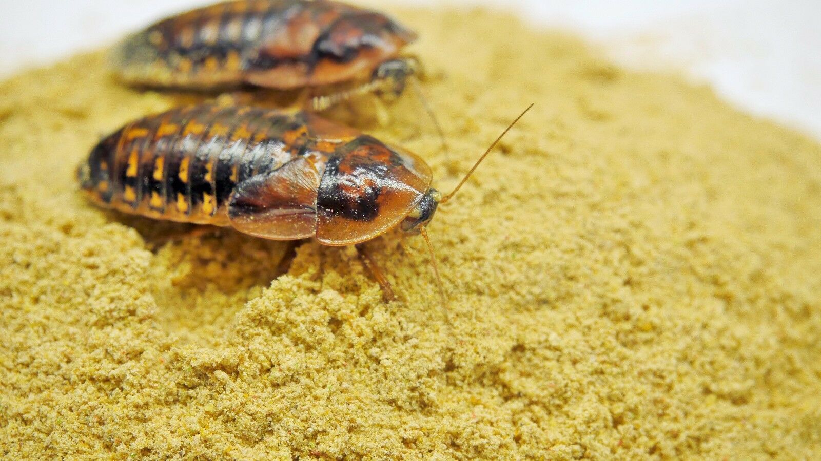 Roach Chow